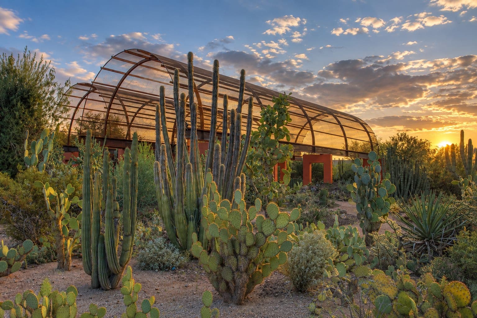 Desert Botanical Garden